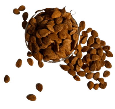 APRICOT SEED 1KG